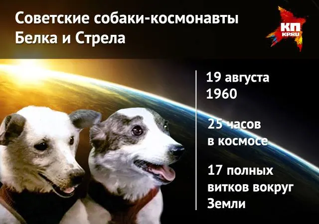 О собаках-космонавтах Белке и Стрелке через 55 лет.