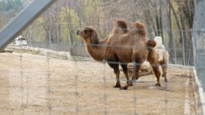 В столичном зоопарке родился верблюжонок.
